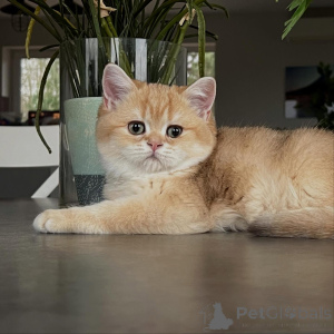 Zdjęcie №2 do zapowiedźy № 159633 na sprzedaż  chinchilla cat - wkupić się Niemcy hodowca