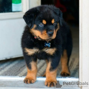 Zdjęcie №1. rottweiler - na sprzedaż w Berlin | Bezpłatny | Zapowiedź №126357