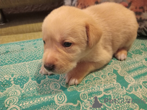 Zdjęcie №3. Szczeniak. Federacja Rosyjska