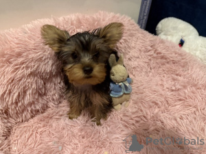 Zdjęcie №2 do zapowiedźy № 133374 na sprzedaż  yorkshire terrier - wkupić się Niemcy prywatne ogłoszenie