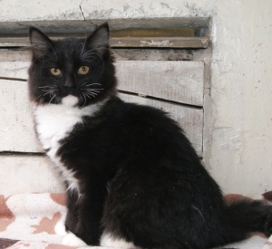 Zdjęcie №2 do zapowiedźy № 4099 na sprzedaż  kot syberyjski - wkupić się Federacja Rosyjska od żłobka