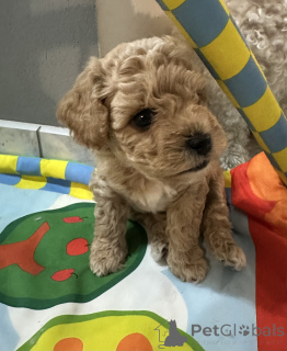 Zdjęcie №1. bichon frise - na sprzedaż w Wrocław | 7414zł | Zapowiedź №110122