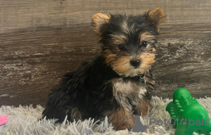 Zdjęcie №1. yorkshire terrier - na sprzedaż w Berlin | 1465zł | Zapowiedź №107525