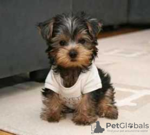 Zdjęcie №3. Szczeniak Yorkshire Terrier Filiżanka do bezpłatnej adopcji. Niemcy