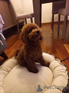 Zdjęcie №1. pudel (zabawka) - na sprzedaż w London Borough of Camden | 1674zł | Zapowiedź №160256