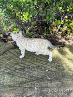 Zdjęcie №2 do zapowiedźy № 152535 na sprzedaż  kot bengalski - wkupić się Niemcy prywatne ogłoszenie