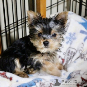 Dodatkowe zdjęcia: Yorkshire Terrier,