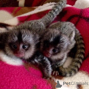 Zdjęcie №1.  - na sprzedaż w Stolica Arrondisman de Brussels | Bezpłatny | Zapowiedź №161693