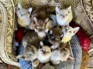 Zdjęcie №1. kot burmski - na sprzedaż w Bruksela | 2392zł | Zapowiedź № 166611