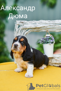 Zdjęcie №2 do zapowiedźy № 7403 na sprzedaż  basset hound - wkupić się Federacja Rosyjska prywatne ogłoszenie