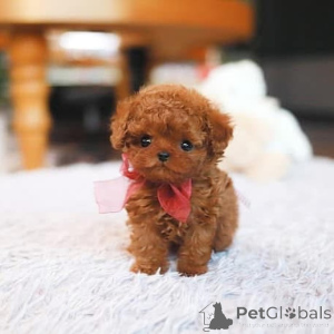 Zdjęcie №4. Sprzedam maltańczyk w Bradenton. hodowca - cena - negocjowane