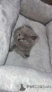 Zdjęcie №2 do zapowiedźy № 166921 na sprzedaż  kot brytyjski długowłosy - wkupić się Niemcy prywatne ogłoszenie