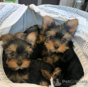 Zdjęcie №3. Kup swoje piękne, zaszczepione szczenięta Yorkshire Terrier, które są teraz. Austria