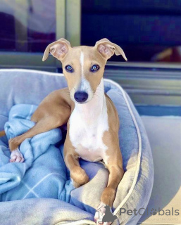 Zdjęcie №3. Chart wyścigowy. Niemcy