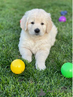 Zdjęcie №1. golden retriever - na sprzedaż w Stockholm | negocjowane | Zapowiedź №113240