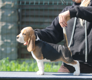 Zdjęcie №2 do zapowiedźy № 2913 na sprzedaż  beagle (rasa psa) - wkupić się Białoruś od żłobka