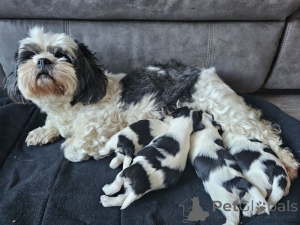 Zdjęcie №1. lhasa apso - na sprzedaż w Muurame | negocjowane | Zapowiedź №169169