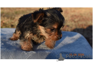 Zdjęcie №1. yorkshire terrier - na sprzedaż w Dubai | negocjowane | Zapowiedź №168785