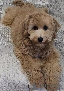 Dodatkowe zdjęcia: Goldendoodle F1