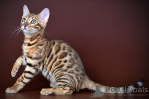 Zdjęcie №3. Wunderschöner Bengal-Junge und -Mädchen. Niemcy