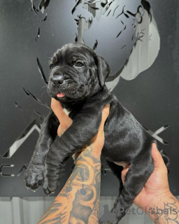 Zdjęcie №1. cane corso - na sprzedaż w Aiola | negocjowane | Zapowiedź №162901