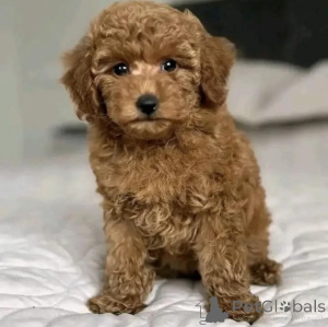 Zdjęcie №1. pudel (zabawka) - na sprzedaż w Warszawa | negocjowane | Zapowiedź №163753