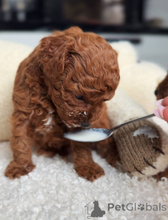 Zdjęcie №2 do zapowiedźy № 163753 na sprzedaż  pudel (zabawka) - wkupić się Polska hodowca