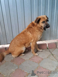 Zdjęcie №4. Sprzedam pies nierasowy w Moskova. prywatne ogłoszenie - cena - Bezpłatny