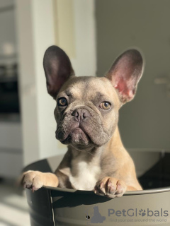 Zdjęcie №2 do zapowiedźy № 36208 na sprzedaż  buldog francuski - wkupić się Izrael prywatne ogłoszenie, hodowca