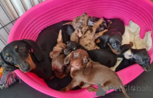 Zdjęcie №2 do zapowiedźy № 160022 na sprzedaż  jamnik - wkupić się Łotwa prywatne ogłoszenie