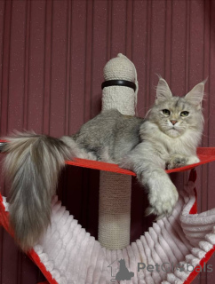 Zdjęcie №1. maine coon - na sprzedaż w Doncaster | negocjowane | Zapowiedź № 160667