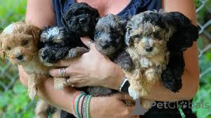 Zdjęcie №1. kawapu - na sprzedaż w Paryż | 3348zł | Zapowiedź №166764