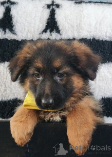 Zdjęcie №3. Ogłoś Chiot Berger Allemand Lof. Francja