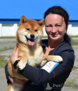 Dodatkowe zdjęcia: Szczenięta rasy Shiba Inu z rodowodem RKF