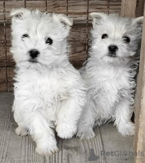 Zdjęcie №1. west highland white terrier - na sprzedaż w Belgrad | negocjowane | Zapowiedź №84888