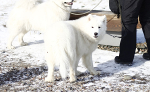 Zdjęcie №1. samojed (rasa psa) - na sprzedaż w Kazań | Negocjowane | Zapowiedź №5453