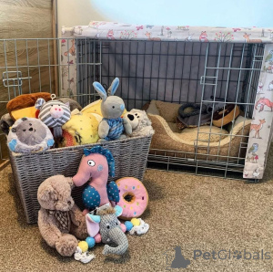 Zdjęcie №2 do zapowiedźy № 161686 na sprzedaż   - wkupić się Belgia 