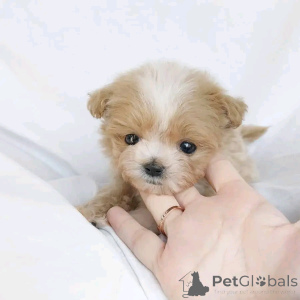 Zdjęcie №3. Teacup Maltipoo Welpen Zur Adoption. Niemcy