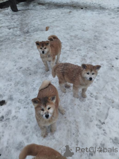 Zdjęcie №2 do zapowiedźy № 167677 na sprzedaż  akita amerykańska - wkupić się Niemcy prywatne ogłoszenie, hodowca