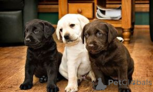 Zdjęcie №1. labrador retriever - na sprzedaż w OSŁO | negocjowane | Zapowiedź №175027