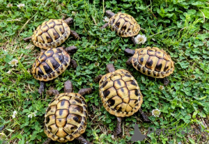 Zdjęcie №2 do zapowiedźy № 143771 na sprzedaż   - wkupić się Austria hodowca