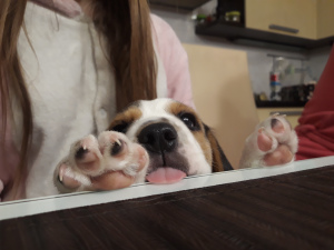 Zdjęcie №1. beagle (rasa psa) - na sprzedaż w Mińsk | 565zł | Zapowiedź №2306