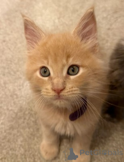 Zdjęcie №2 do zapowiedźy № 160422 na sprzedaż  maine coon - wkupić się Niemcy hodowca