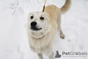 Zdjęcie №4. Sprzedam pies nierasowy w Mińsk. prywatne ogłoszenie - cena - Bezpłatny