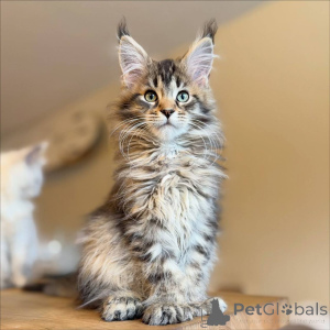 Zdjęcie №3. Nie uwierzysz, jak duże są łapy tego kociaka. Niemcy