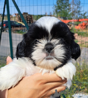 Zdjęcie №1. shih tzu - na sprzedaż w Limbourg | Bezpłatny | Zapowiedź №173765