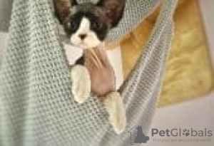 Zdjęcie №1. devon rex - na sprzedaż w Berlin | Bezpłatny | Zapowiedź № 126795