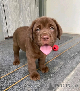 Zdjęcie №2 do zapowiedźy № 162689 na sprzedaż   - wkupić się USA 