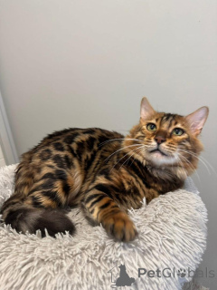 Zdjęcie №2 do zapowiedźy № 153281 na sprzedaż  kot bengalski - wkupić się Szwecja prywatne ogłoszenie