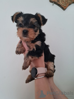 Zdjęcie №2 do zapowiedźy № 82234 na sprzedaż  yorkshire terrier - wkupić się USA prywatne ogłoszenie